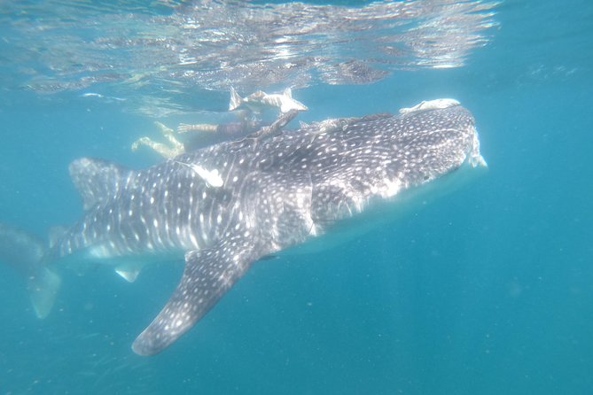 Whale Shark Swim Adventure in La Paz - What happens during the Sea of Cortez snorkel stop