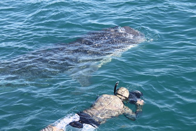 Whale Shark Swim Adventure in La Paz - Guides and captains: the human factor that drives the best swims