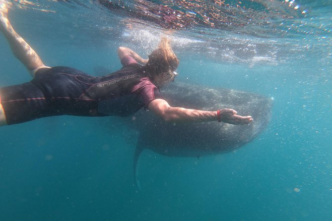 Whale Shark Swim Adventure in La Paz - Price and value: $110 plus the fees you should budget