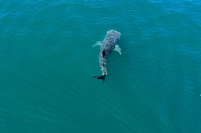Whale Shark Swim Adventure in La Paz - Who this works for, and who should skip