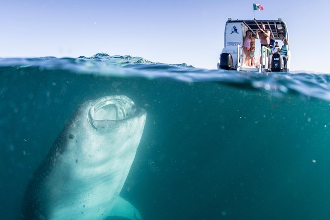 Whale Shark Swim Adventure in La Paz - Marina ASIPONA meeting point: get there early, then chill