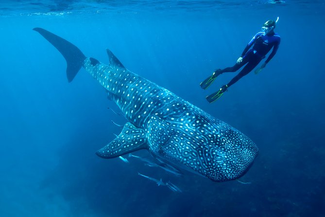 Whale Shark Swimming and Isla Mujeres Beach Tour - From hotel pickup to Punta Sam marina: early start, clear flow