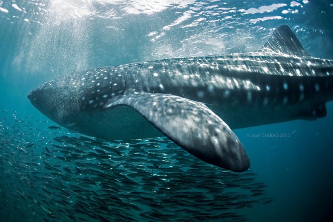 Whale Shark Swimming and Isla Mujeres Beach Tour - Seasickness is the real enemy: plan like a pro