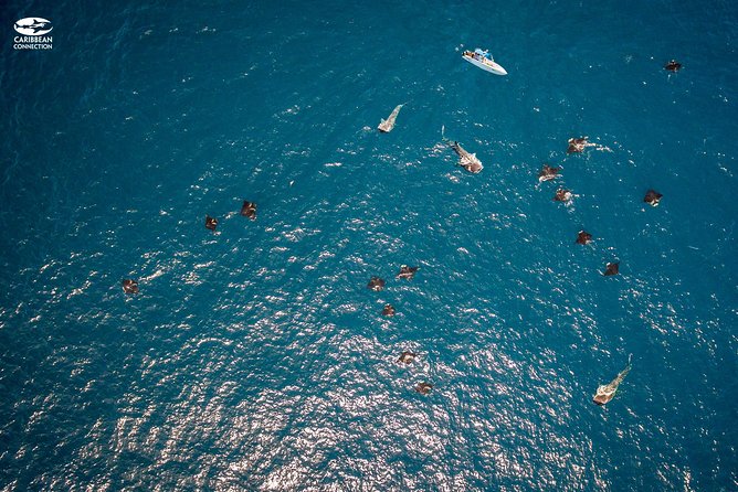 Whale Shark Swimming and Isla Mujeres Beach Tour - Snorkeling comfort tips: gear fit matters more than you think