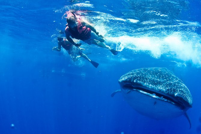 Whale Shark Swimming and Isla Mujeres Beach Tour - The whale shark hunt: safety-first, couples in the water