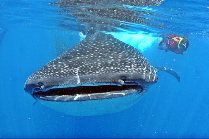 Whale Shark Tour from Cancun, Playa del Carmen, Tulum and Riviera Maya - How whale shark swimming works: regulated jumps, fair turn-taking