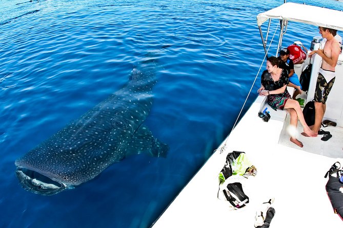 Whale Shark Tour from Cancun, Playa del Carmen, Tulum and Riviera Maya - The small-group advantage: better pacing and more attention in the water