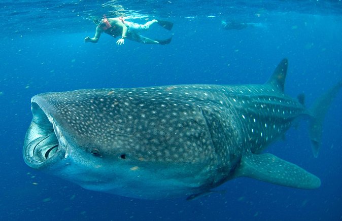 Whale Sharks Small-Group Tour in Cancun and Riviera Maya - Whale sharks off the Yucatan coast, without the hype