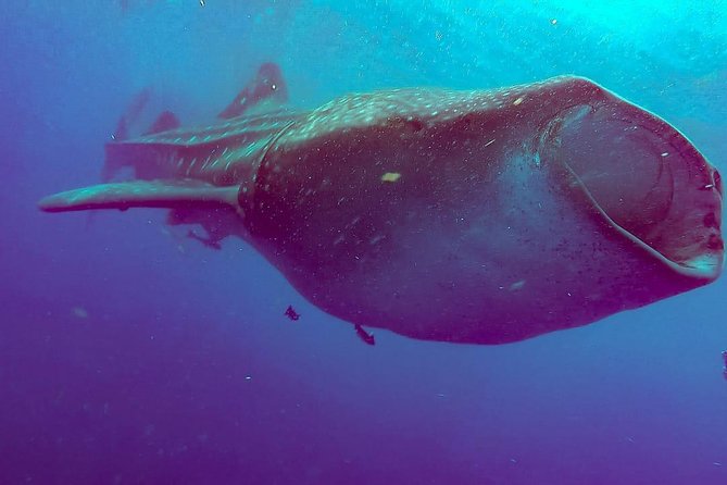 Whale Sharks Small-Group Tour in Cancun and Riviera Maya - Marina Xtabay briefing: the moment the day becomes real