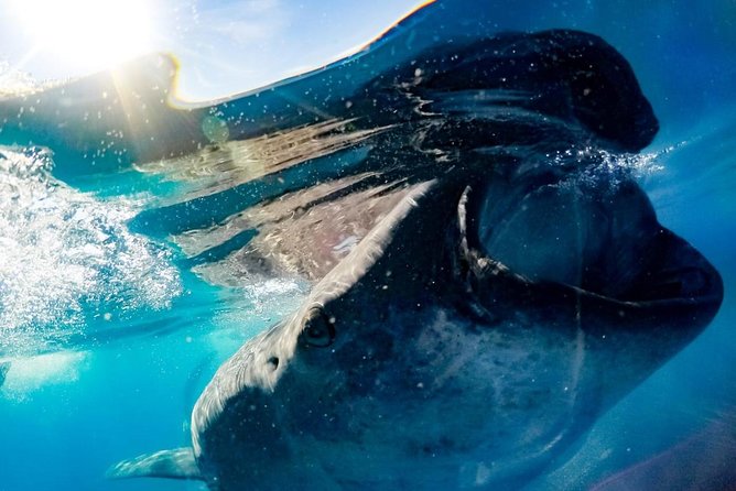 Whale Sharks Small-Group Tour in Cancun and Riviera Maya - The whale shark swim: small groups, fast entries, and smart pacing