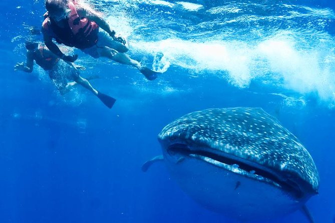 Whale Sharks Small-Group Tour in Cancun and Riviera Maya - Isla Mujeres lunch and the Playa Norte break