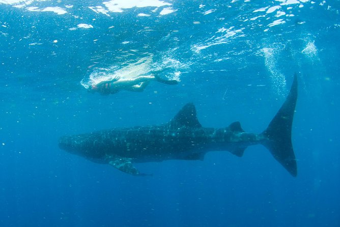 Whale Sharks Small-Group Tour in Cancun and Riviera Maya - Weather reality, cancellations, and sea sickness planning