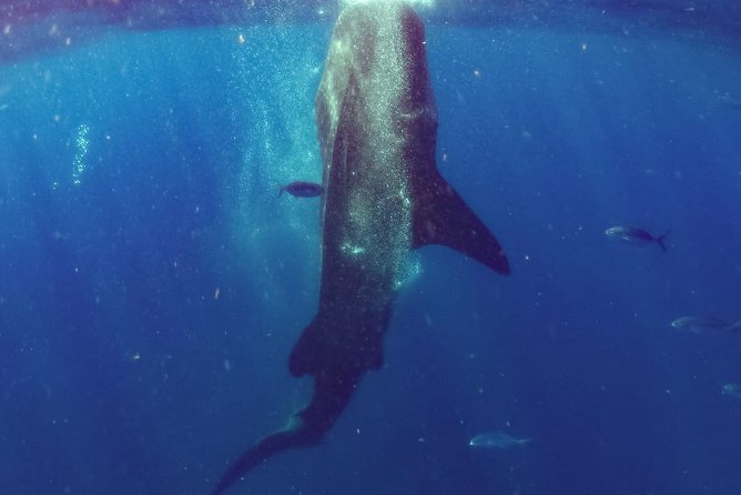 Whale Sharks Small-Group Tour in Cancun and Riviera Maya - Where pickup works best around Cancun and Riviera Maya