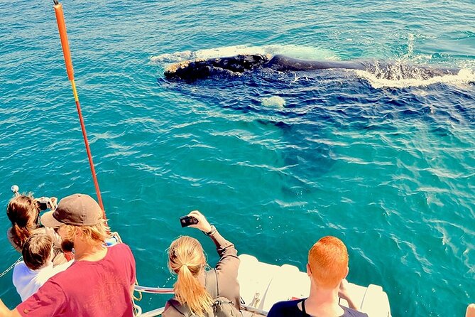 Whale Watching and Cabo San Lucas Arch - What You’re Actually Getting for $48 in Cabo