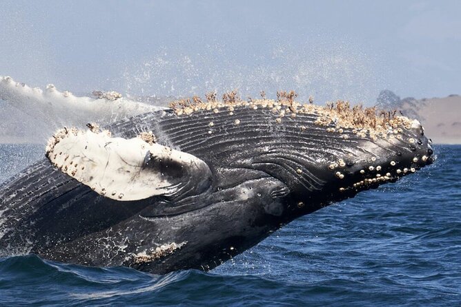 Whale Watching and Cabo San Lucas Arch - The 3.5-Hour Route: End of the Earth Rocks First, Whales Close to Mid-Trip