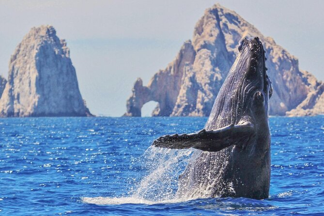 Whale Watching and Cabo San Lucas Arch - Start at Gregory Tours Marina: Don’t Overthink the Check-In