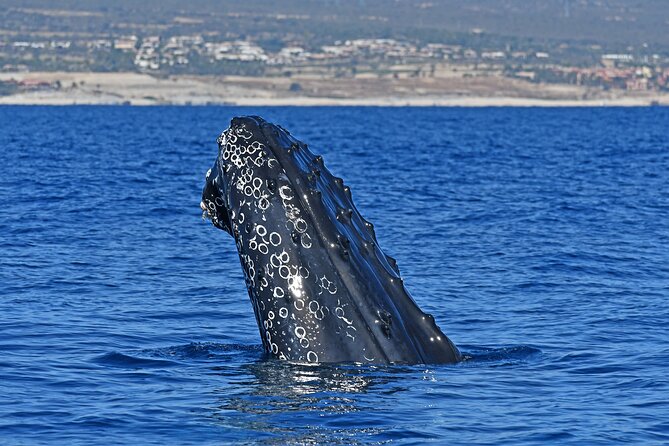 Whale Watching by Zodiac in Cabo San Lucas with Photos Included - Key things that make this whale watch work