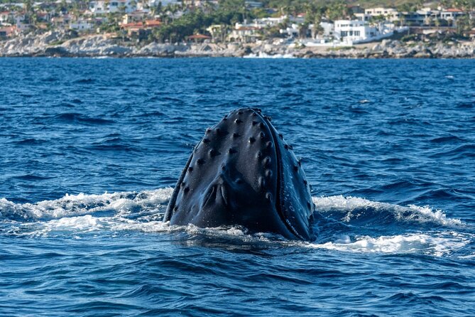 Whale Watching by Zodiac in Cabo San Lucas with Photos Included - Meeting at Baja Vikings Ecoventures, how to find the right spot