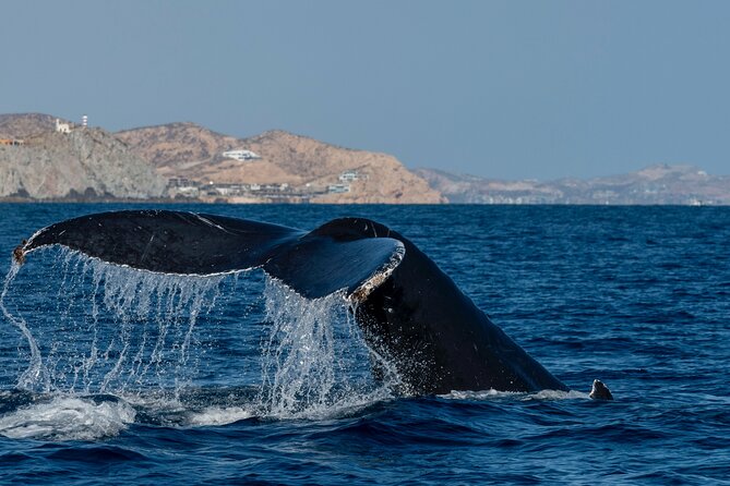 Whale Watching by Zodiac in Cabo San Lucas with Photos Included - From the arch area out on the Sea of Cortez, how the crew searches