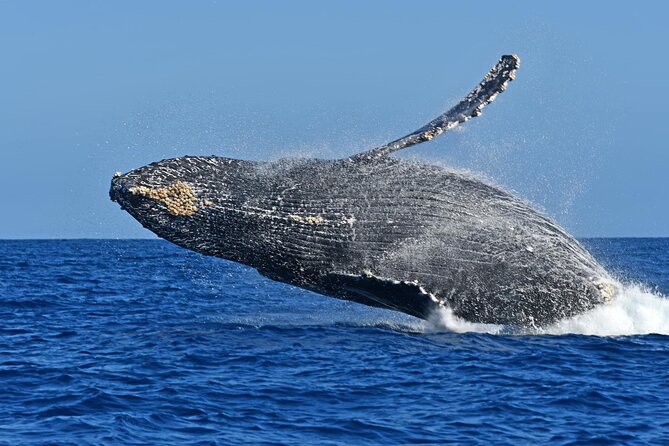 Whale Watching by Zodiac in Cabo San Lucas with Photos Included - Hydrophone whale songs, plus what you should actually watch for