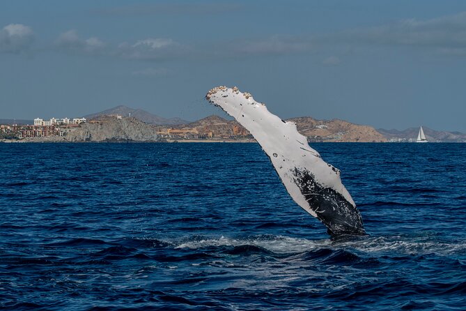 Whale Watching by Zodiac in Cabo San Lucas with Photos Included - Small-group calm and respectful distance, what it feels like on board