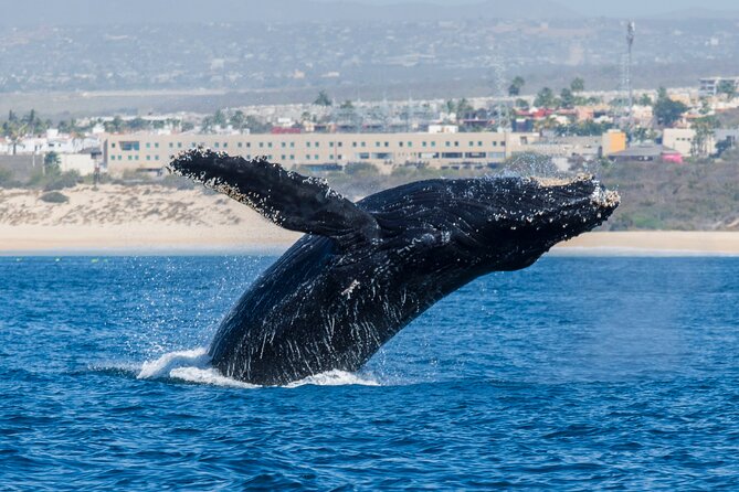 Whale Watching by Zodiac in Cabo San Lucas with Photos Included - Photos and videos are included, and timing is part of the deal