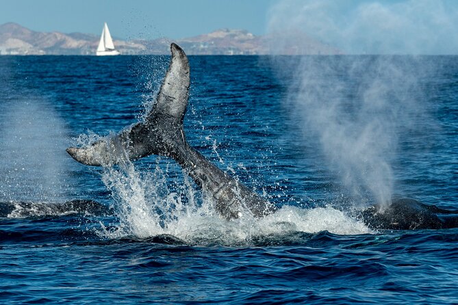 Whale Watching by Zodiac in Cabo San Lucas with Photos Included - What $85 buys you, value versus big-boat whale watching