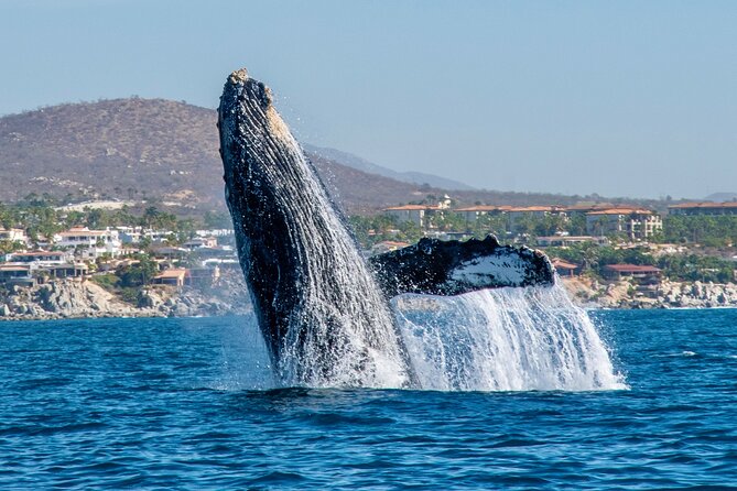 Whale Watching by Zodiac in Cabo San Lucas with Photos Included - The 28-foot Apex zodiac ride, speed with a calmer feel