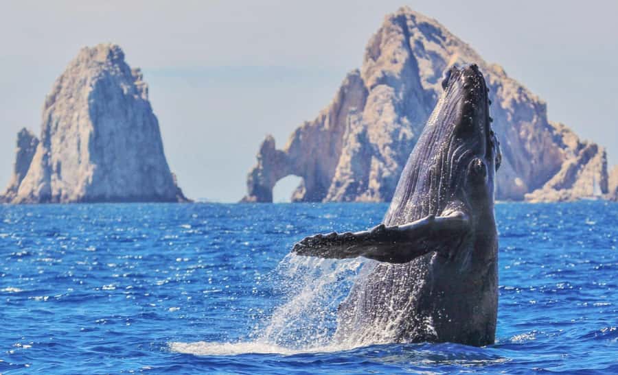 Whale Watching, Cabo San Lucas Arch, and a Trip to Playa del Amor - Meeting Gregory Tours by the Surfer Monument