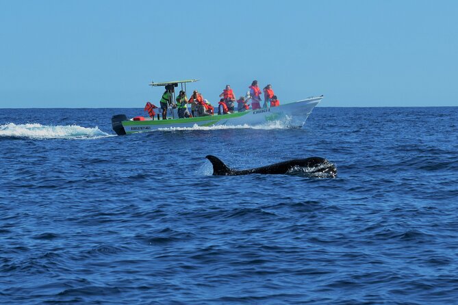 Whale Watching Cabo-Women crew-Sightings Guaranteed & Free Photos - On the water in a max 10-person boat: comfortable and actually able to see