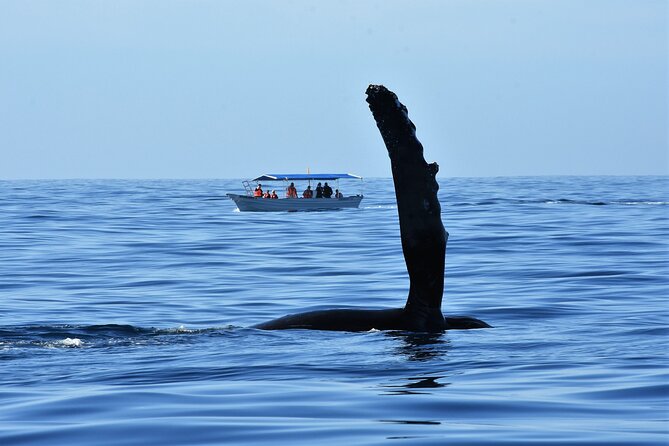 Whale Watching Cabo-Women crew-Sightings Guaranteed & Free Photos - Who this tour works for, and who should skip it