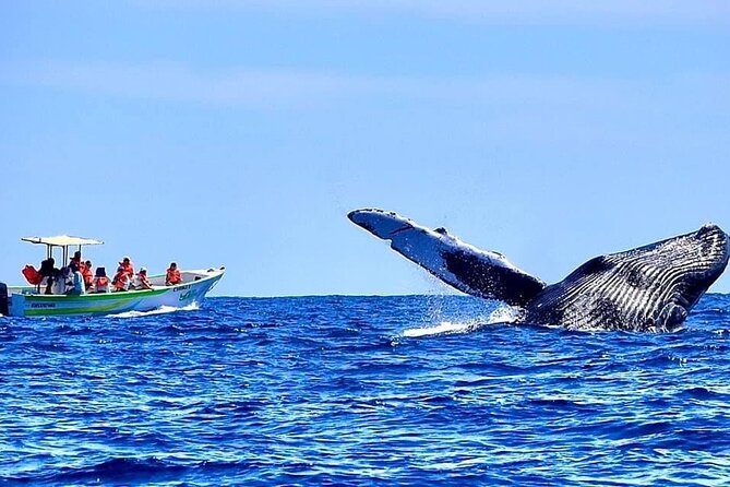 Whale Watching Cabo-Women crew-Sightings Guaranteed & Free Photos - Should you book this Cabo whale watching tour?