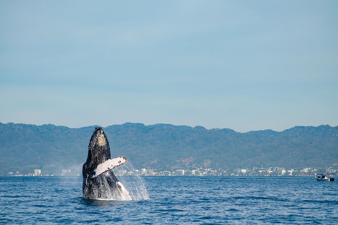 Whale Watching Cruise In Puerto Vallarta & Nuevo Vallarta - What you get on board: open bar, live narration, and real meals