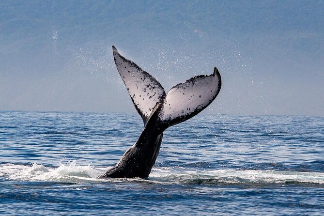 Whale Watching Cruise In Puerto Vallarta & Nuevo Vallarta - Sailing to whales in Bay of Banderas, and why timing can vary