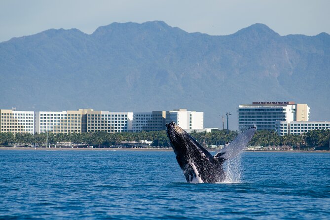 Whale Watching Cruise In Puerto Vallarta & Nuevo Vallarta - The whale watching experience: what you should look for