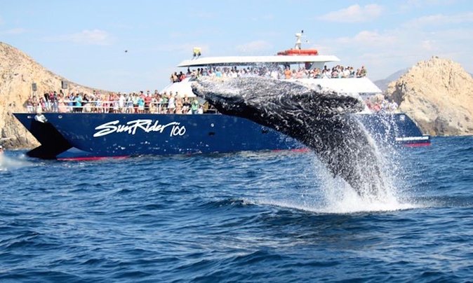 Whale Watching Dinner Cruise in Cabo San Lucas - Check-In, Boarding, and Finding Rent a Yacht Los Cabos