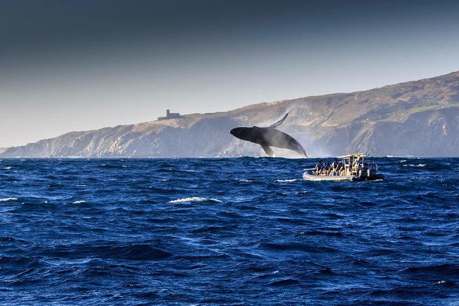 Whale Watching Dinner Cruise in Cabo San Lucas - Arch of Cabo San Lucas Stop, Then Whale Search