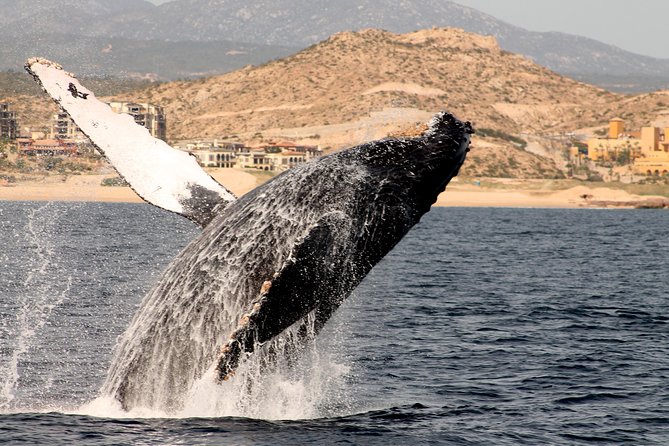 Whale Watching Dinner Cruise in Cabo San Lucas - How Whale Watching Plays With Dinner, Music, and Timing