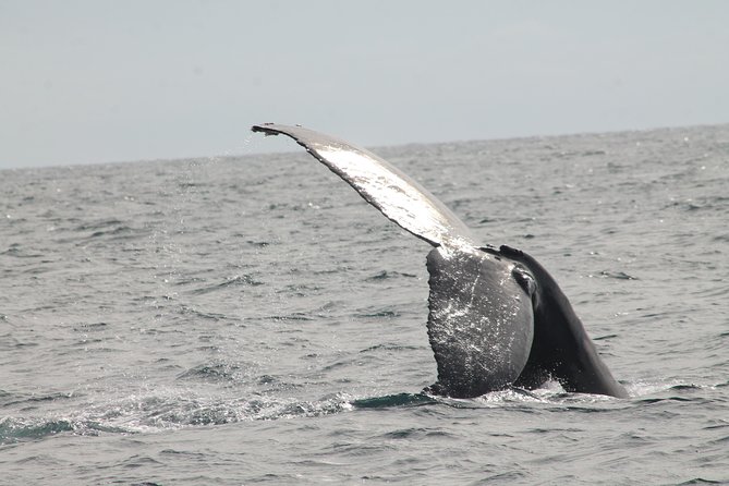 Whale Watching Dinner Cruise in Cabo San Lucas - Buffet Dinner and Open Bar, What It’s Really Like
