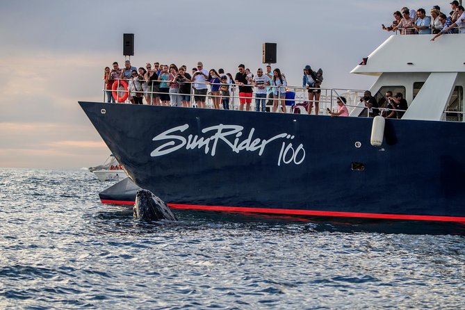 Whale Watching Dinner Cruise in Cabo San Lucas - Who Should Book This Cruise, and Who Might Want Another Option