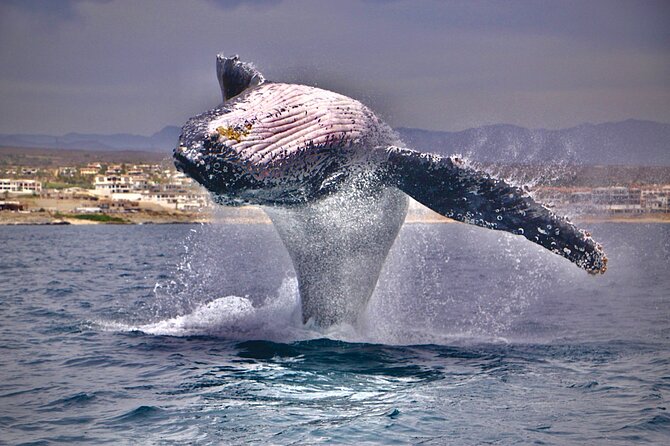 Whale Watching Experience in Cabo San Lucas - Private boat, real whale time, and what you’re buying for $450