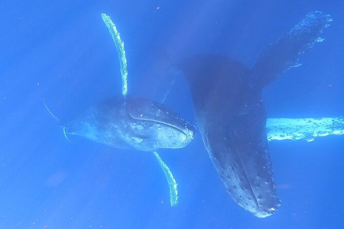 Whale Watching Experience in Cabo San Lucas - Stop 2: Pelican Rock feeding stop, then the whale hunt begins