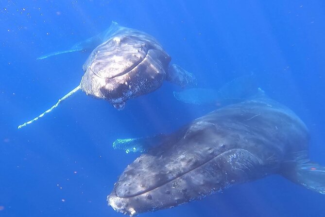 Whale Watching Experience in Cabo San Lucas - The possible beach drop-off, and why swell can change your plan