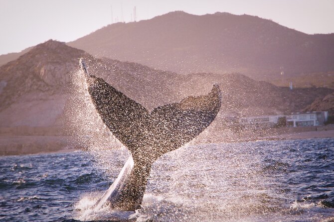 Whale Watching Experience in Cabo San Lucas - How whales show up, and why the crew’s search strategy matters