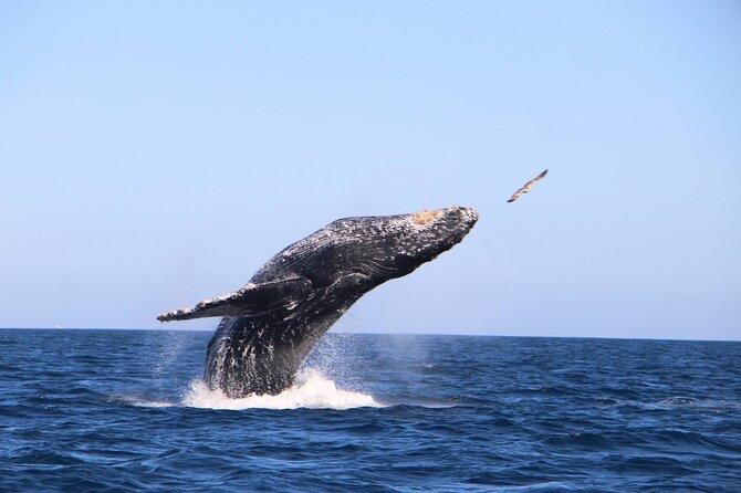Whale Watching Experience in Cabo San Lucas - Comfort and the photo perks that make the trip easier