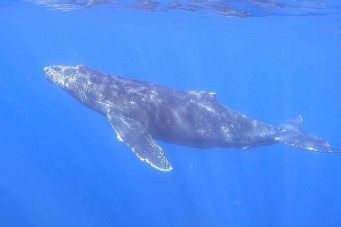 Whale Watching Experience in Cabo San Lucas - Who this private whale tour fits best