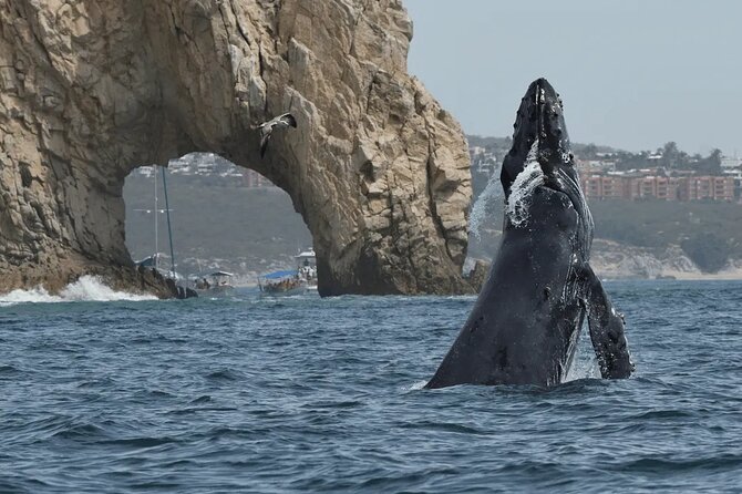 Whale Watching in Cabo: 2-Hour Small Group Tour to The Arch - Quick highlights you will care about