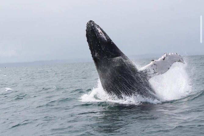 Whale Watching in Cabo: 2-Hour Small Group Tour to The Arch - A 2-hour plan that works when you want both Cabo and whales