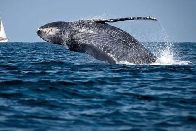 Whale Watching in Cabo: 2-Hour Small Group Tour to The Arch - Cabo icons up close: The Arch, Lover’s Beach, and Land’s End