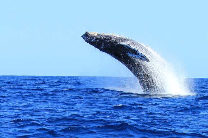 Whale Watching in Cabo San Lucas - Key Highlights That Matter (More Than the Usual Whale Stats)